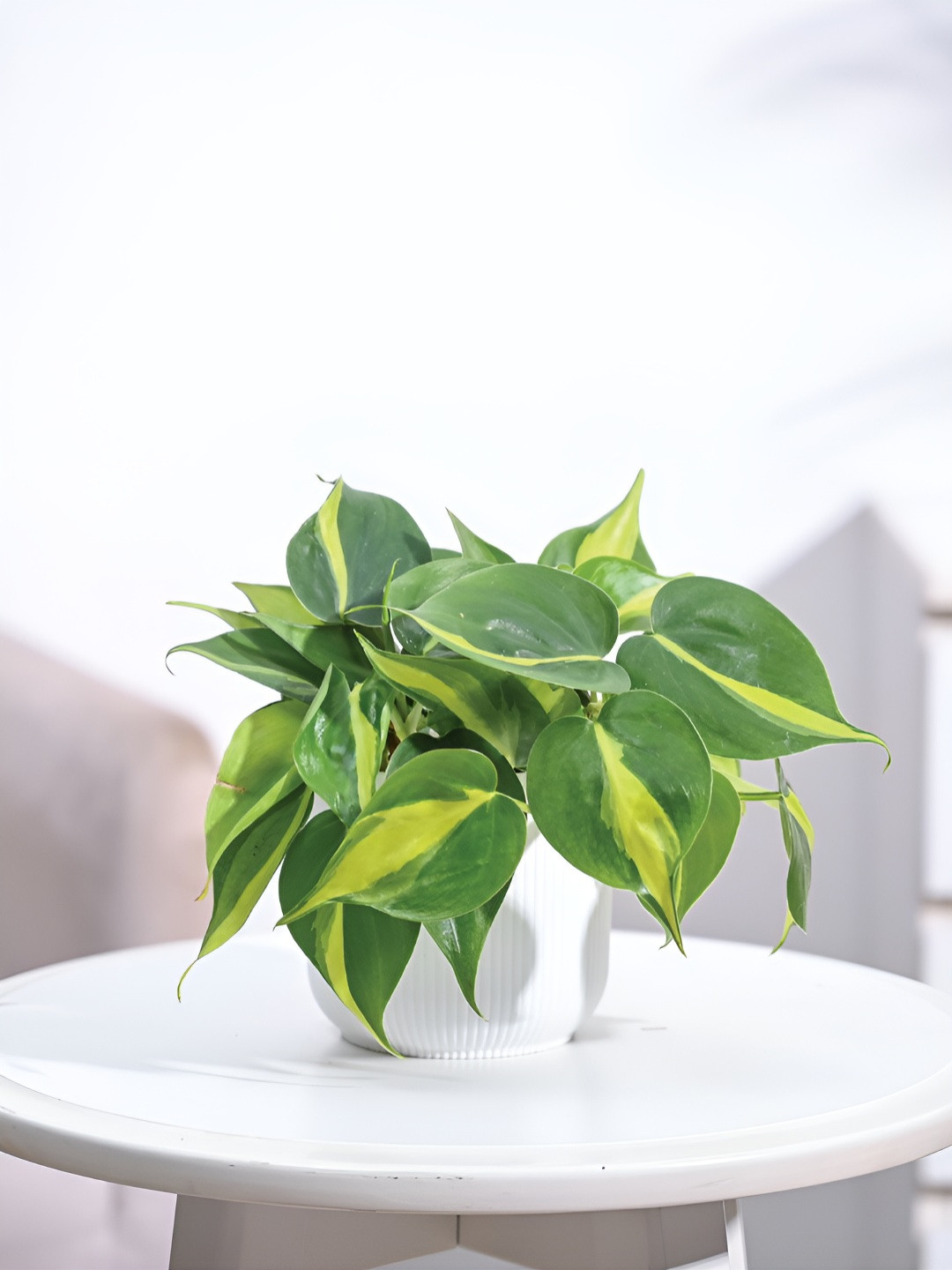 UGAOO Green & White Philodendron Brasil Plant With Ibiza Pot