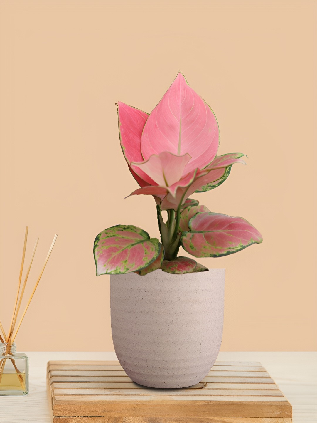 Greenkin Pink & Cream-Coloured Aglaonema Succulent Plant With Pot - 9 Inches