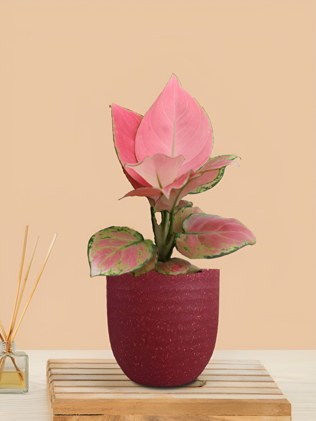 Greenkin Pink Aglaonema Live Plant in Red Decor Pot