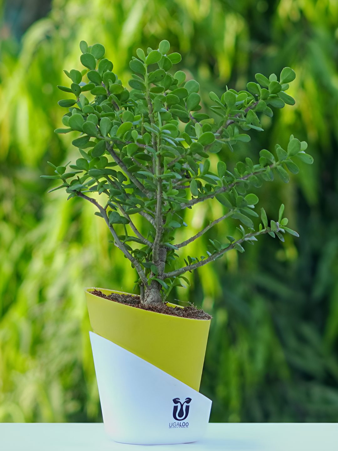 UGALOO Green & Black Lucky Jade Plant With Pot