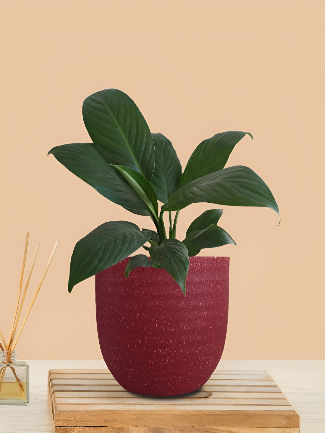 Greenkin Indoor Peace Lily Live Plant With Pot