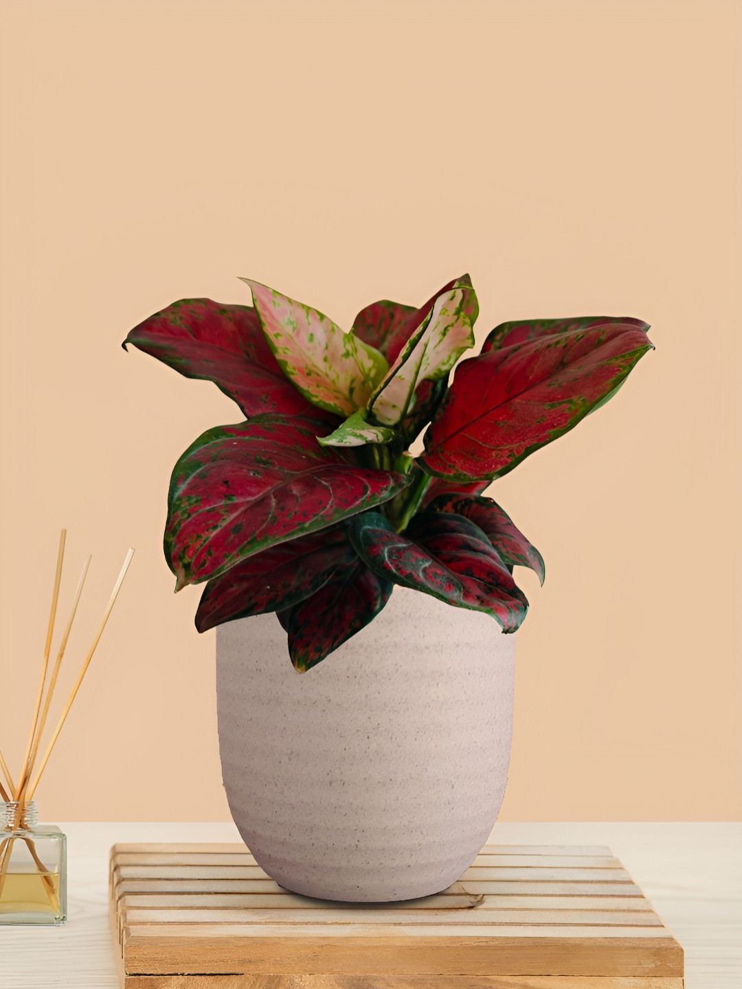 Greenkin Aglaonema Red Beauty Plant With Decor Pot