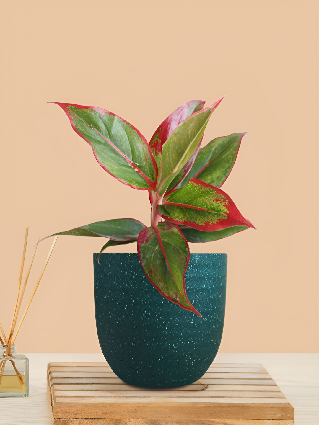 Greenkin Indoor Aglaonema Red Lipstick Live Plant With Pot