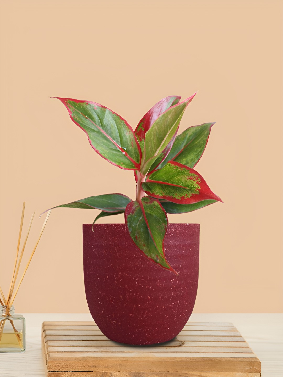 Greenkin Aglaonema Red Lipstick Plant With Decor Pot