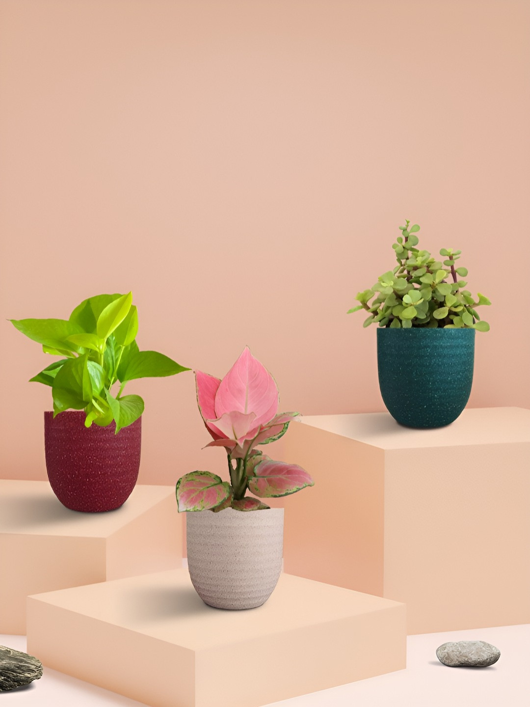 Greenkin 3Pcs Indoor Money Aglaonema & Jade Plant Live Plant With Pot