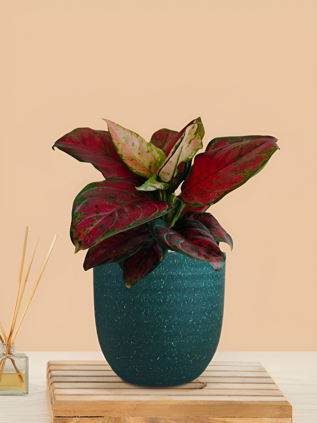 Greenkin Indoor Aglaonema Live Plant With Pot