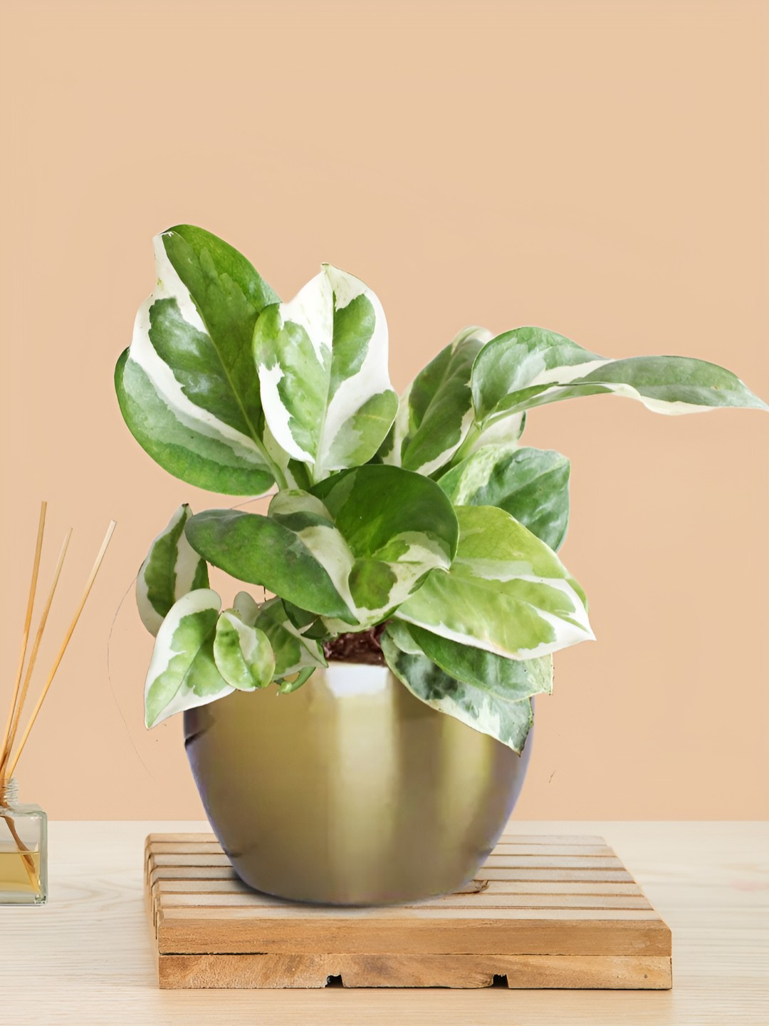 Greenkin Money Plant Variegated With Metal Pot