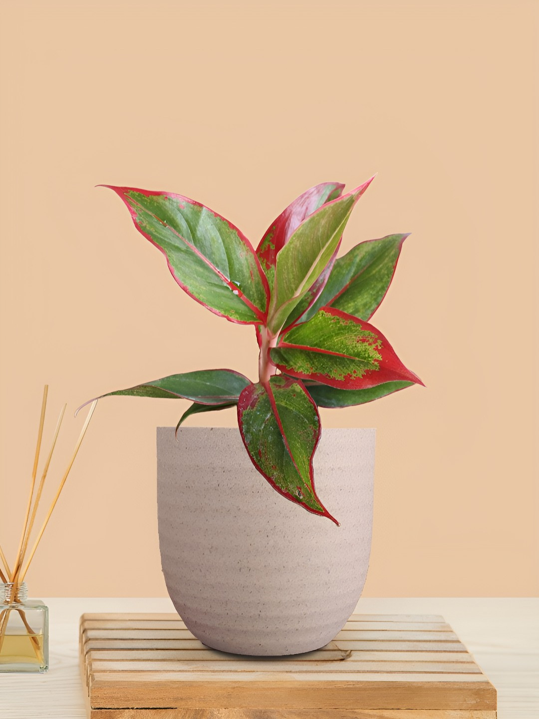 Greenkin Aglaonema Red Lipstick Plant With Decor Pot