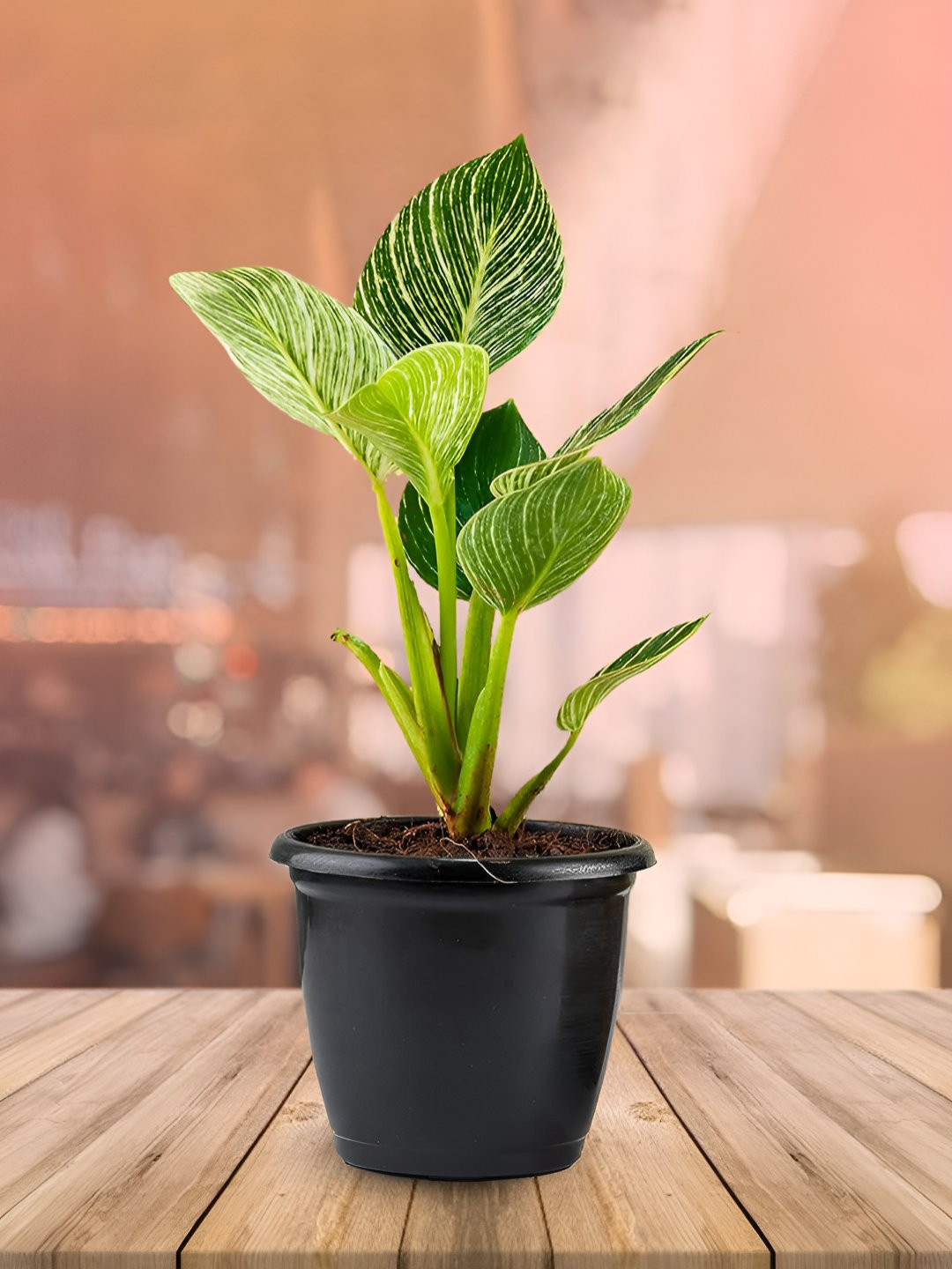UGALOO Green Indoor Philodendron Birkin Plant