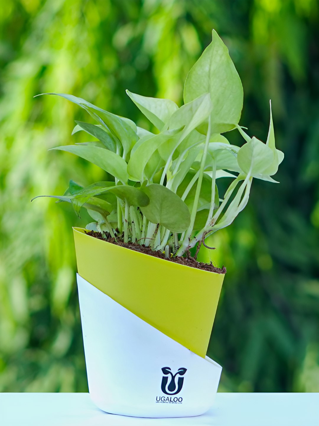 UGALOO Indoor Money Plant with Pot- 9 inches