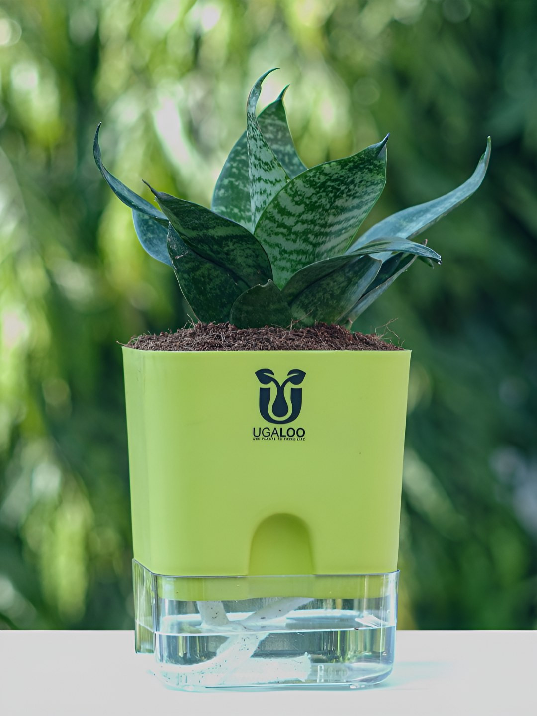 UGALOO Green Indoor Snake Plant With Self Watering Pot