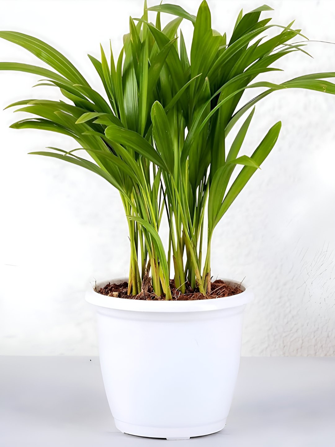 UGALOO White Indoor Palm Plant With Pot- 25 inches