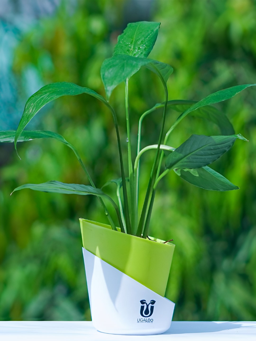 UGALOO Green Indoor Peace Lily Plant With Green Self Watering Pot