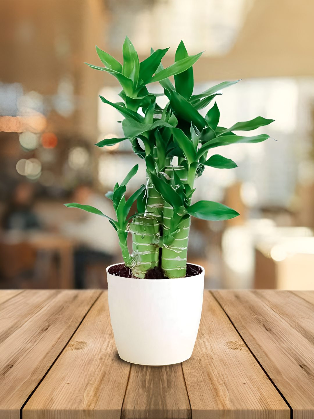 UGALOO Green Indoor Lotus Bamboo Plant