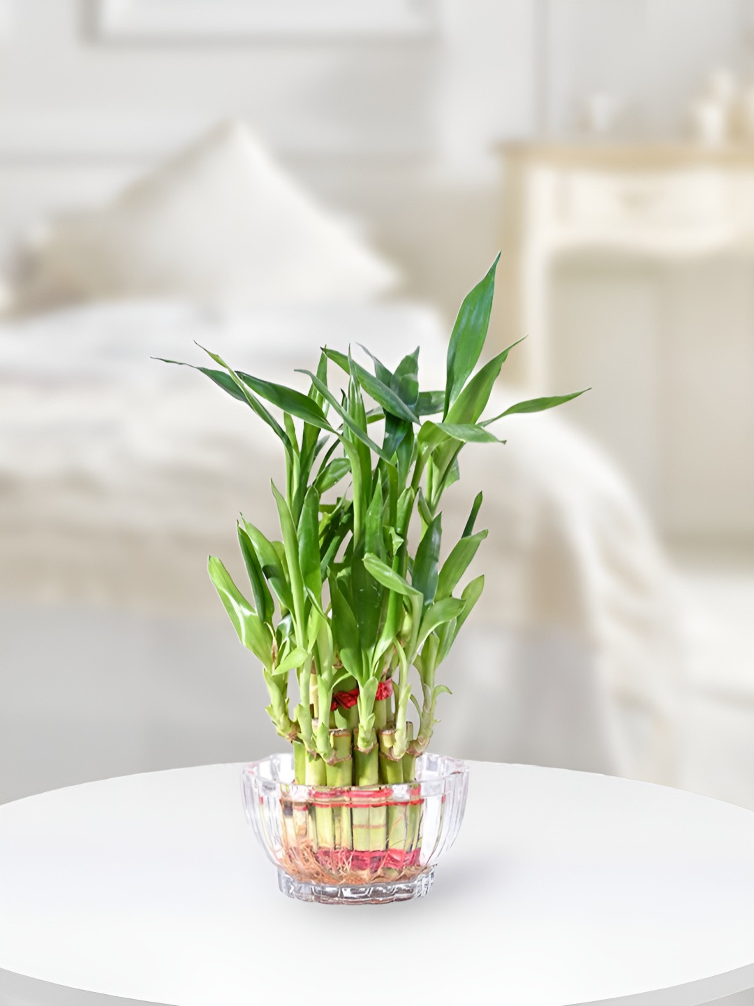 UGALOO Green Indoor 2 Layer Lucky Bamboo Plant