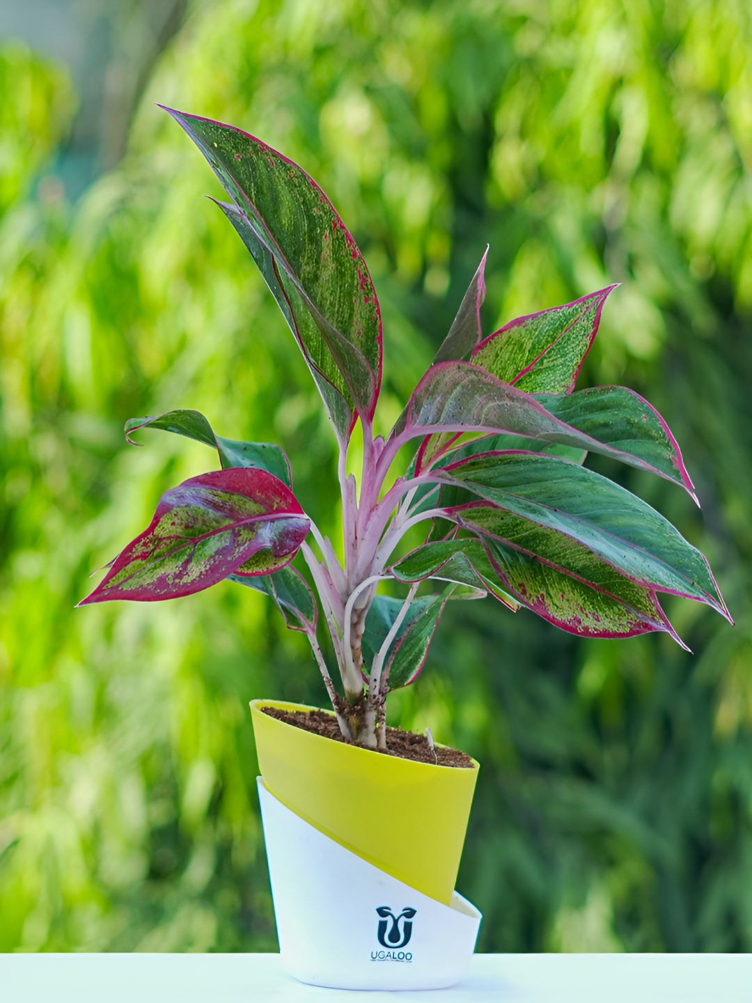 UGALOO Indoor Aglaonema Live Plants In Pot 9 Inches