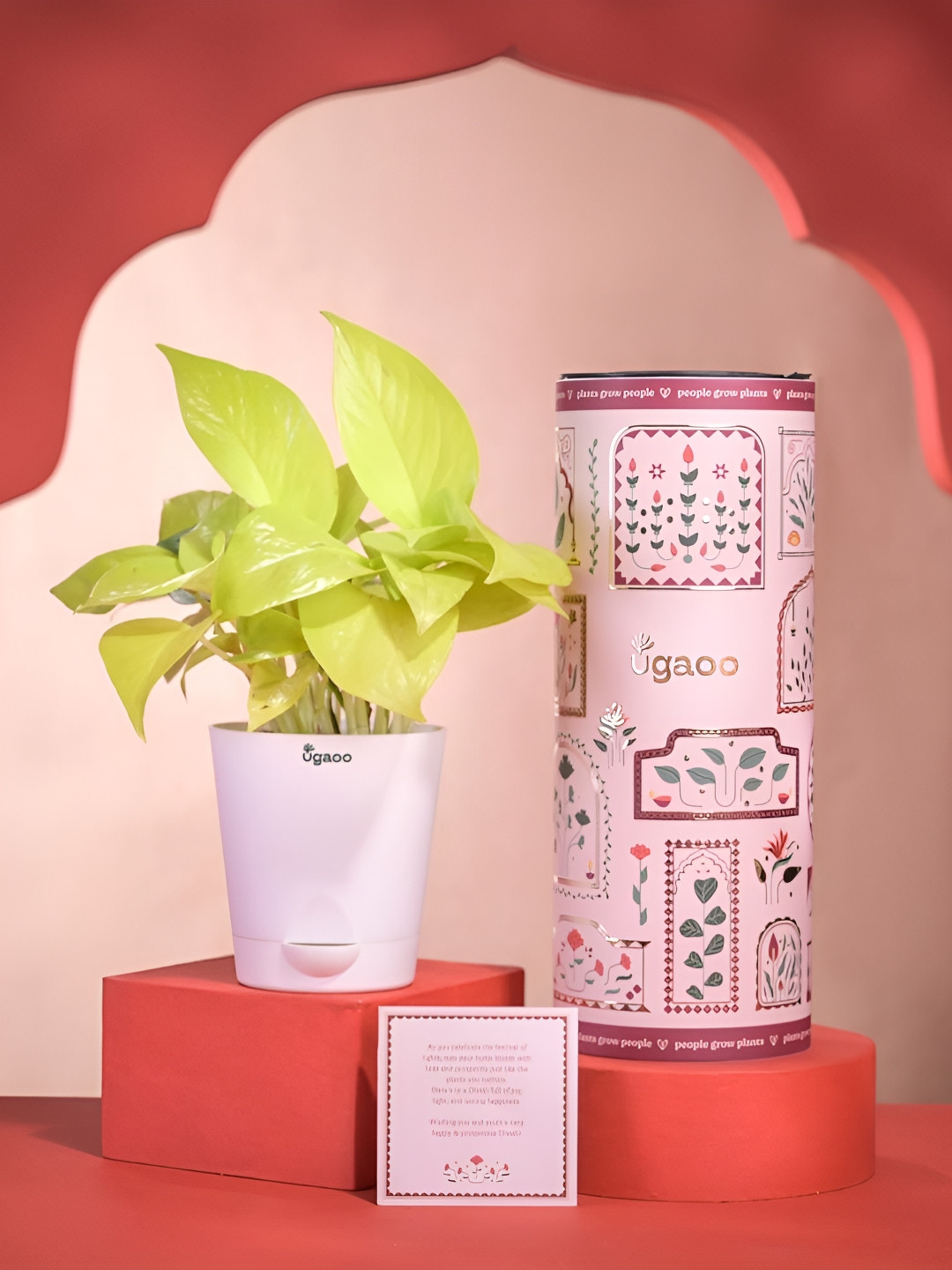 UGAOO Red Money Plant Diwali Gift With Greeting Card Gift Set