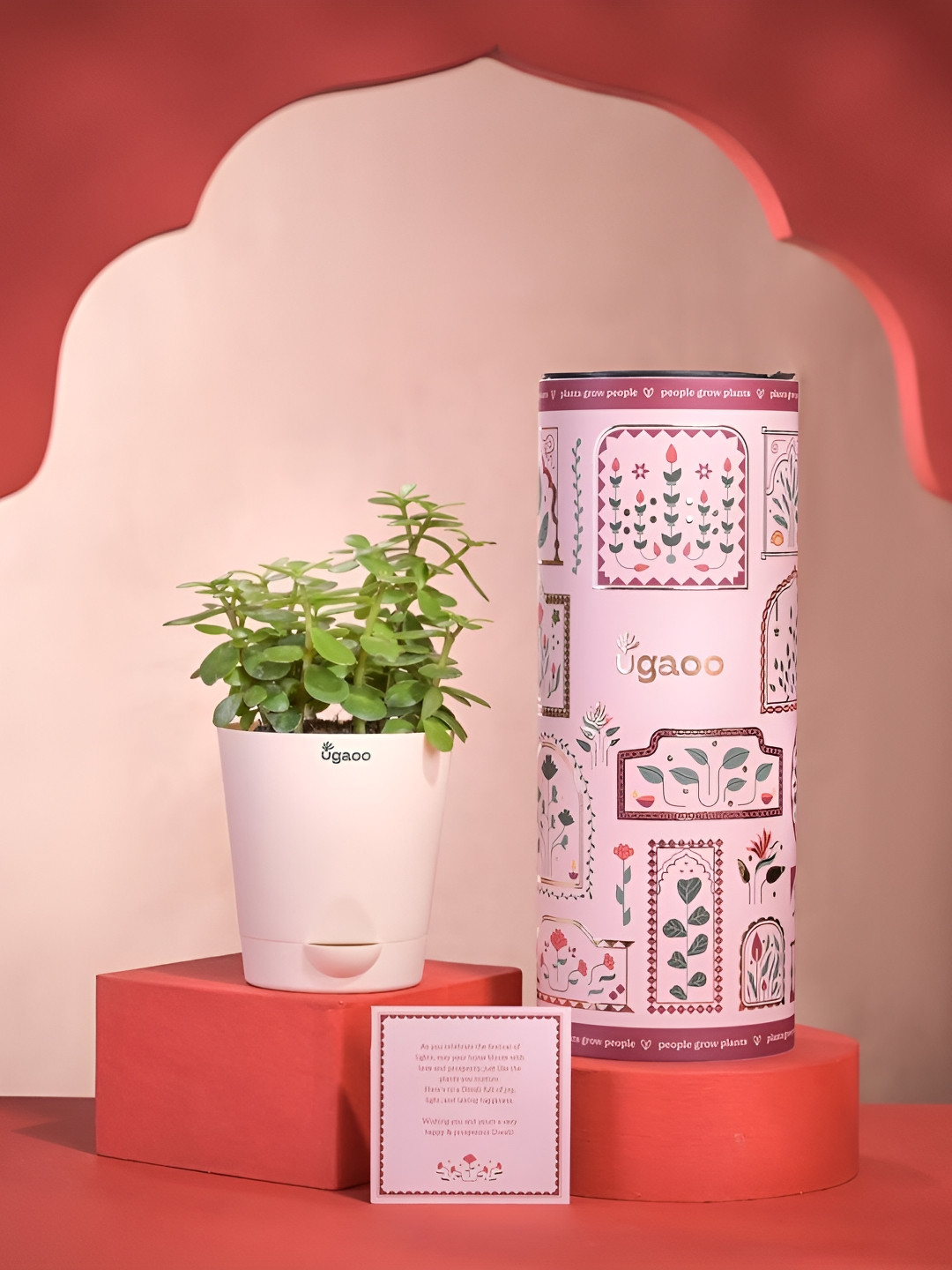 UGAOO Red & White Jade Plant & Diwali Card Hamper Home Gift Sets