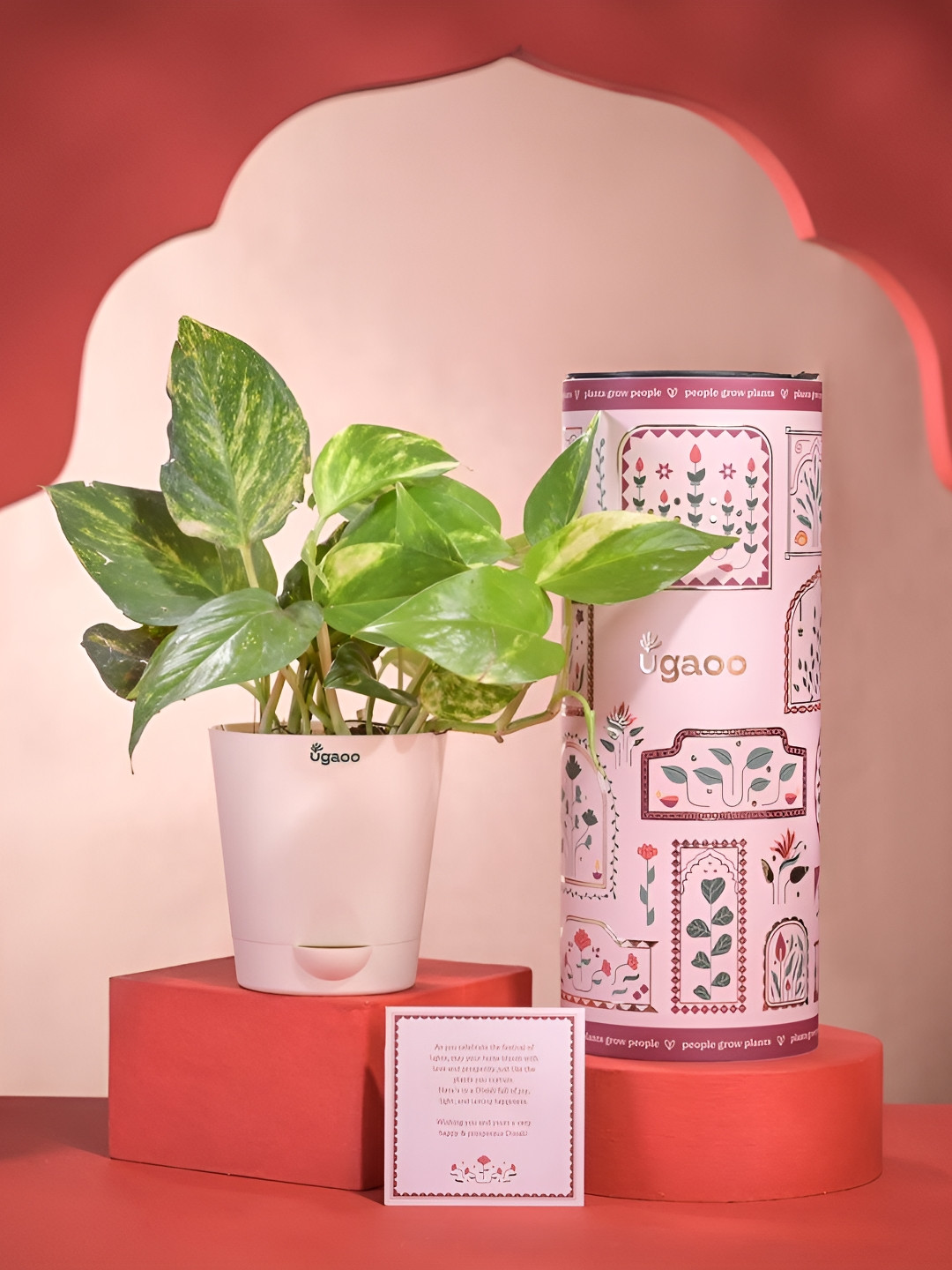 UGAOO Red & White Money Plant & Diwali Greeting Card Home Gift Sets