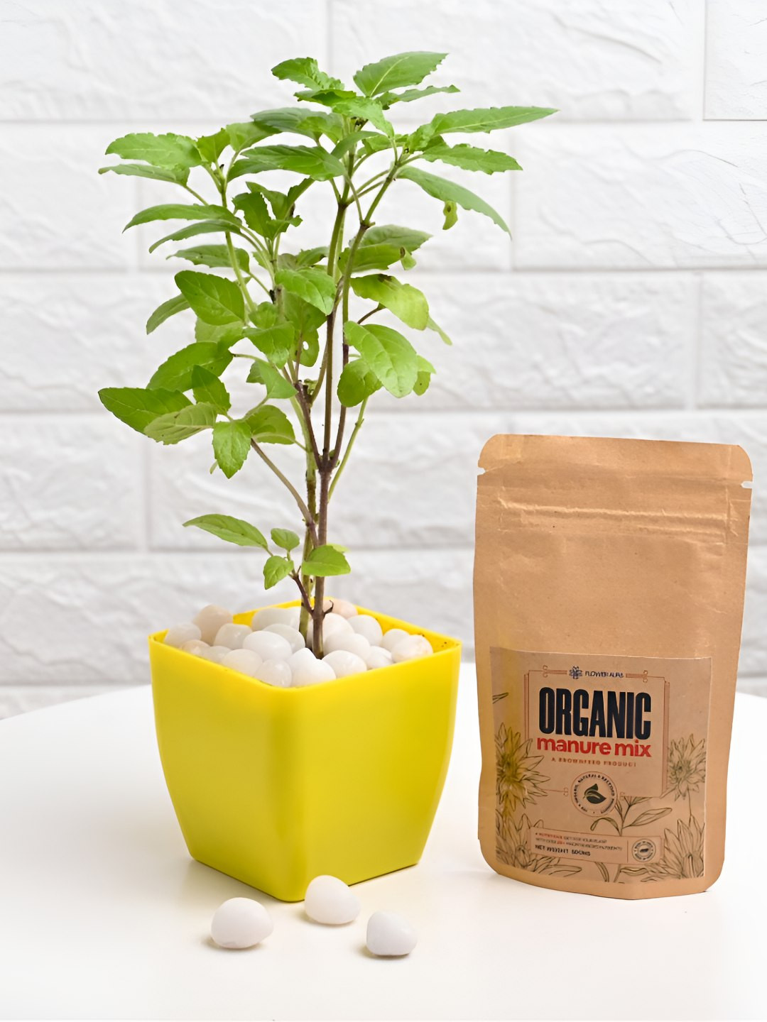 Floweraura Green & Yellow Divine Tulsi Indoor Plants In Pot With Manure Packets