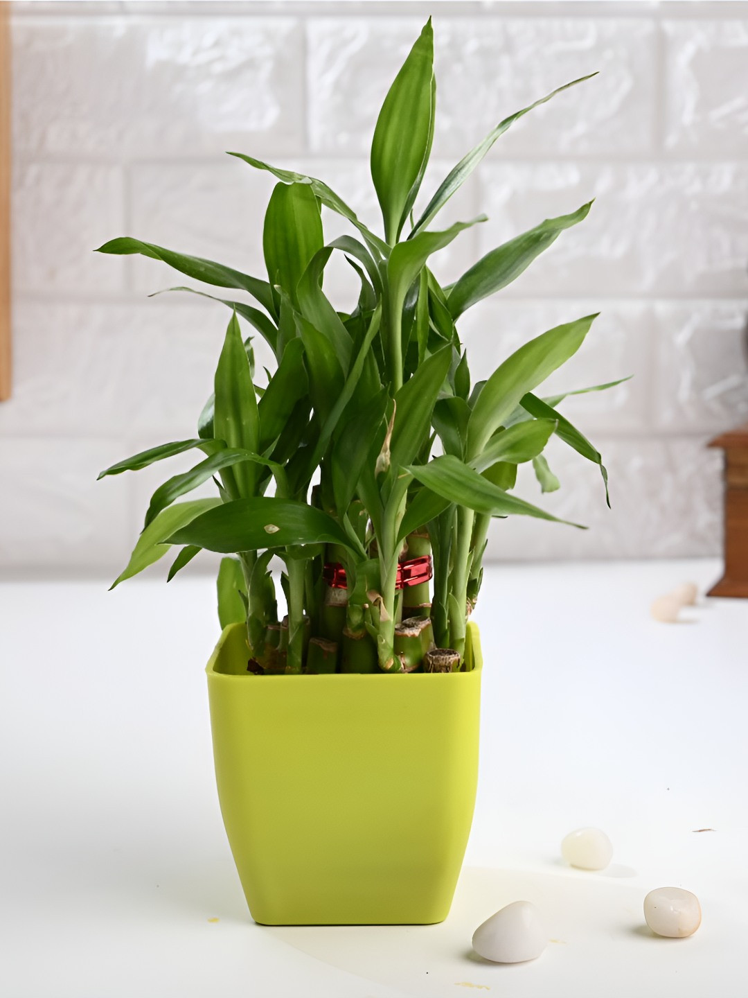 Floweraura Green 2 Layer Lucky Bamboo Plant In Blossom Pot