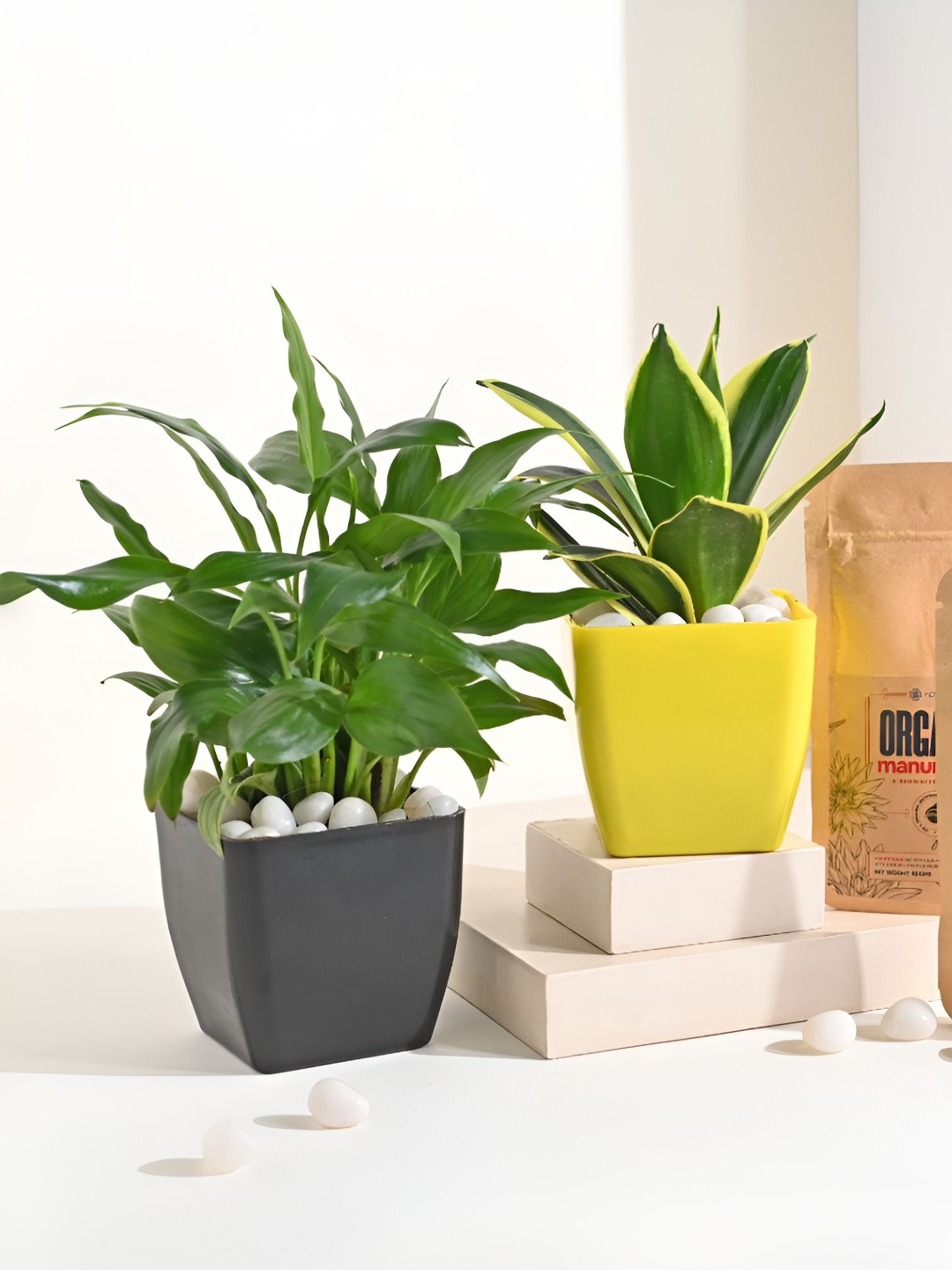 Floweraura Grey & Yellow 2 Pieces Sansevieria & Peace Lily Live Plants In Pot