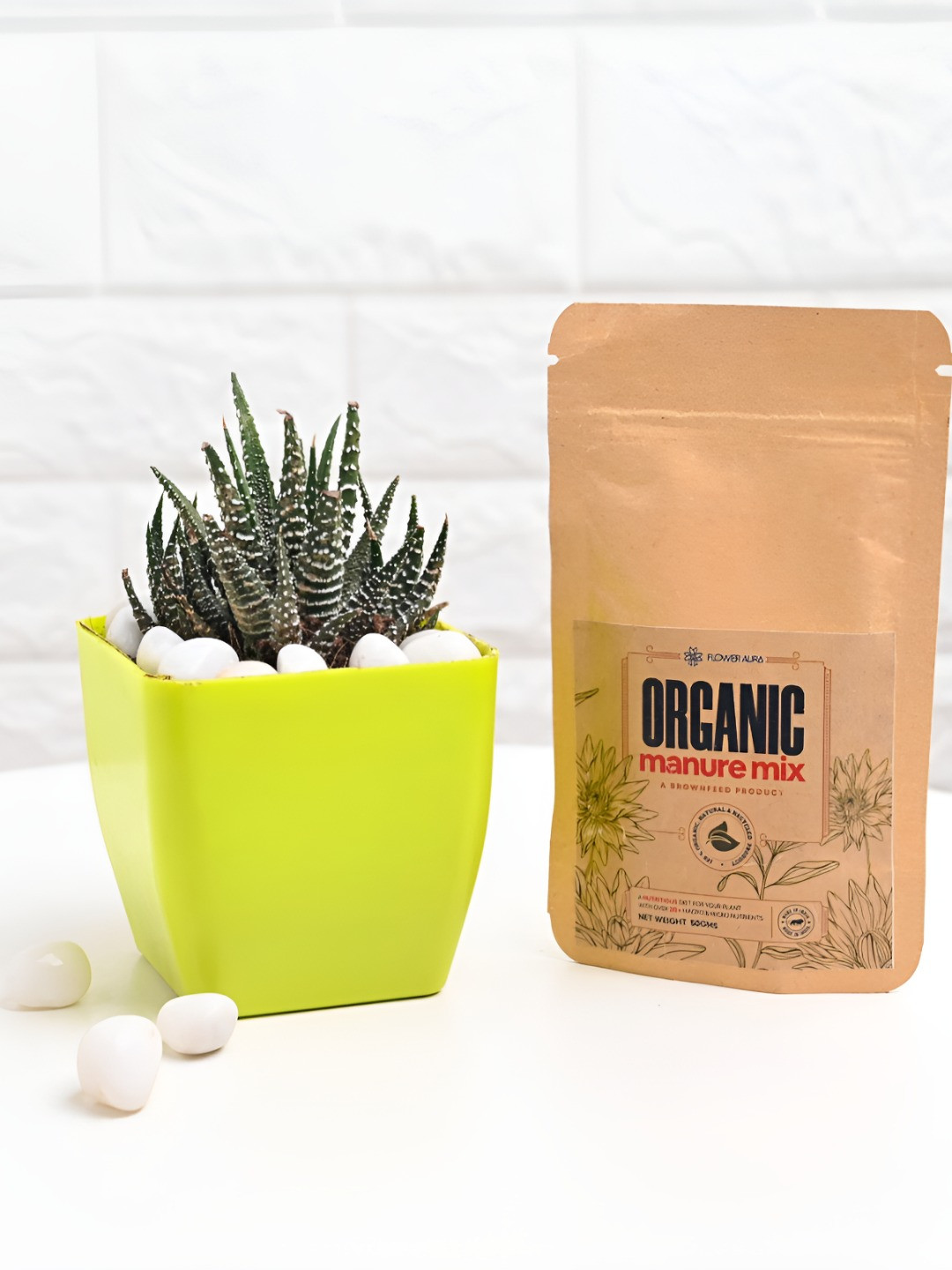 Floweraura Green Haworthia Indoor Plants In Pot With Manure Packets