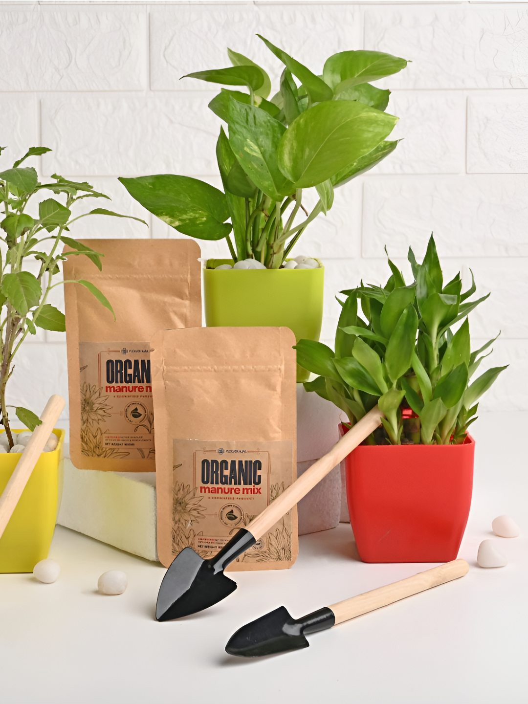 Floweraura Green & Red 3 Pieces Indoor Plants In Pot With Tool Kit