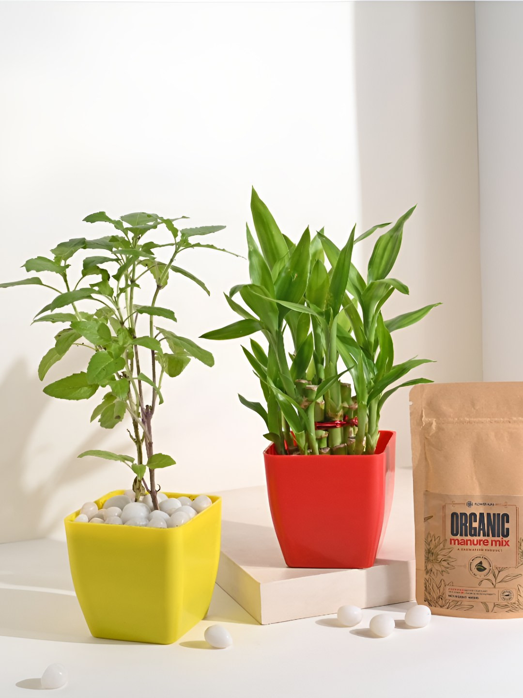 Floweraura Green & Red 2 Pcs Indoor Tulsi & Lucky Bamboo Plants In Pot With Manure Packets