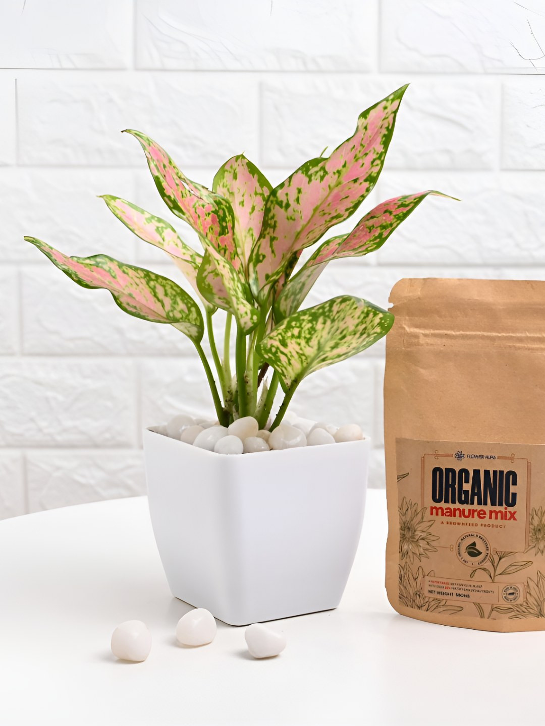 Floweraura Green & Pink Indoor Aglaonema Plants In Pot With Manure Packets