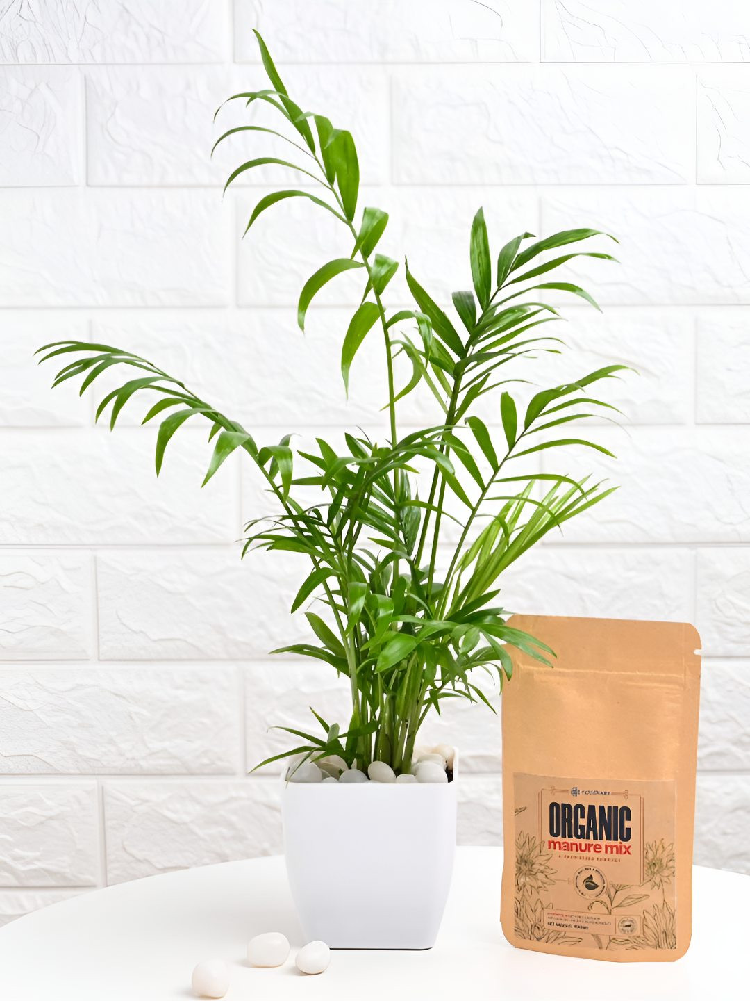 Floweraura Green & White Indoor Chamandorea Plants In Pot With Manure Packets