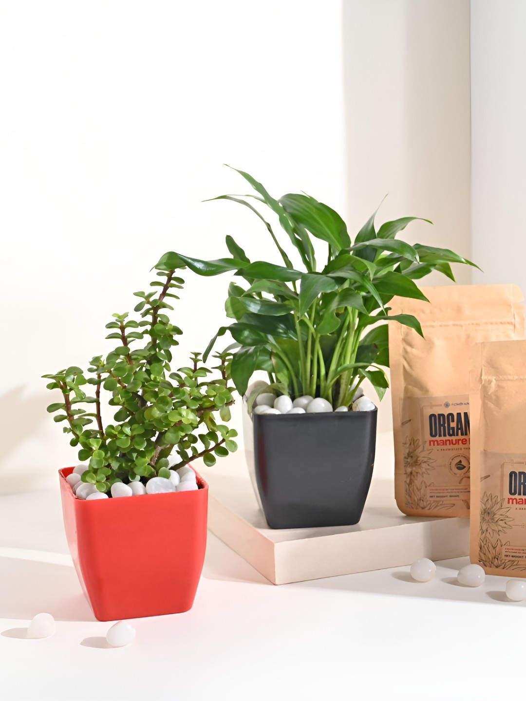 Floweraura Green & Red 2 Pieces Jade & Peace Lily Indoor Plants In Pot With Manure Packets