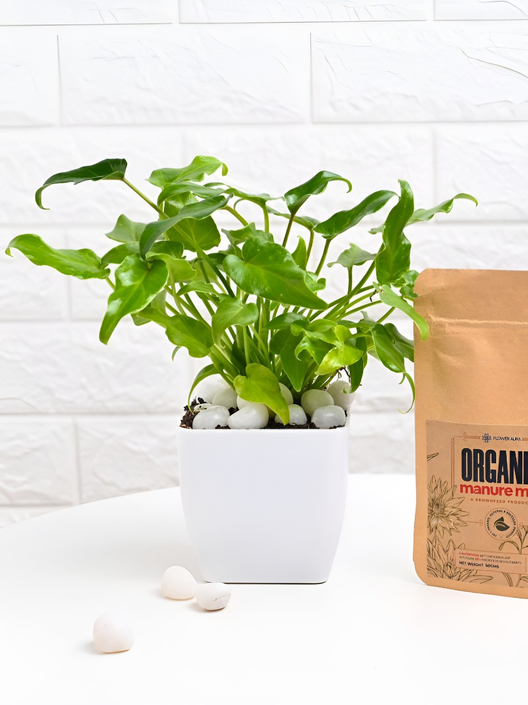 Floweraura Green & White Janedo Indoor Plants In Pot With Manure Packets