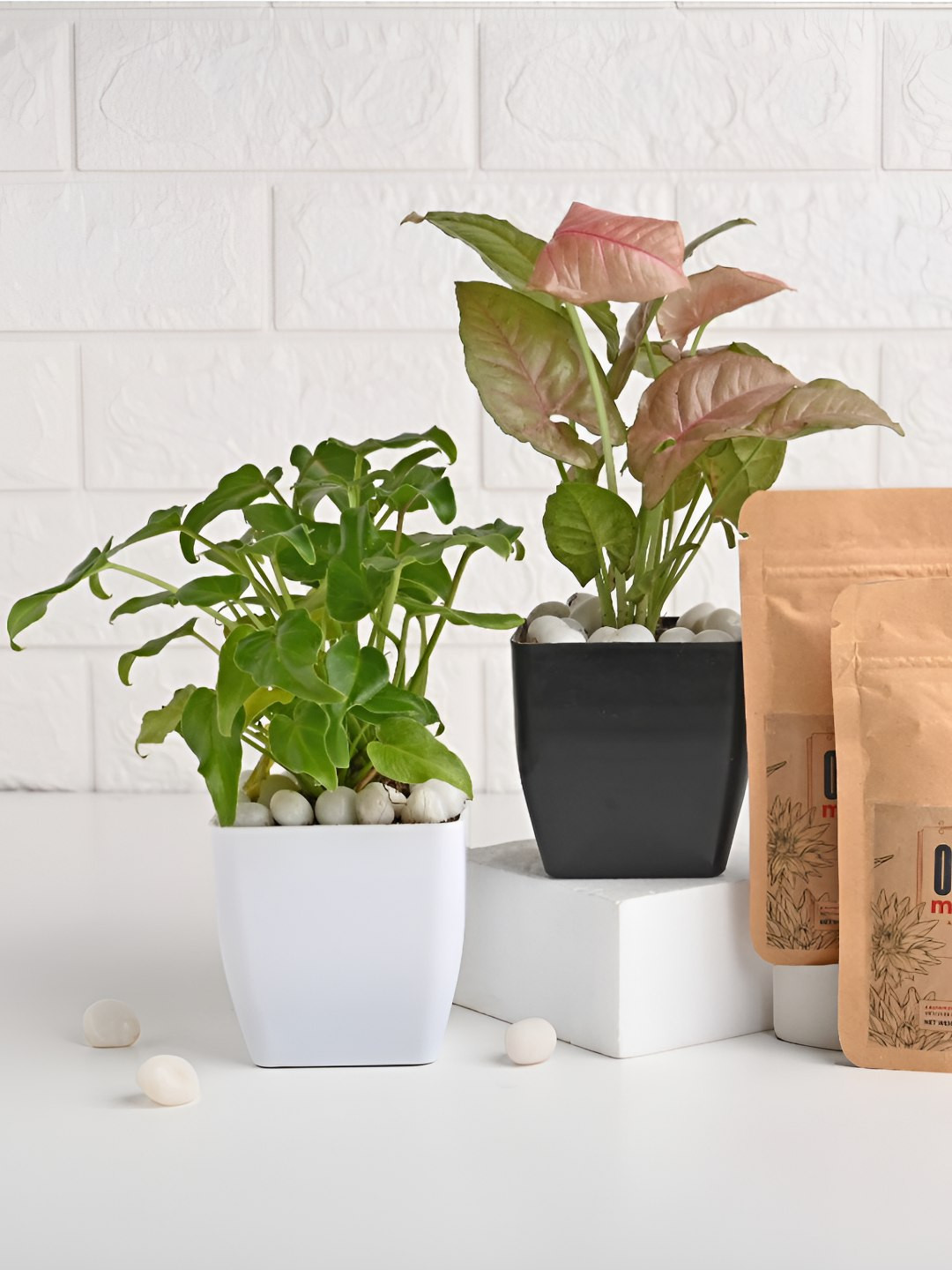 Floweraura Green & Pink 2 Pieces Indoor Plants In Pot With Manure Packets