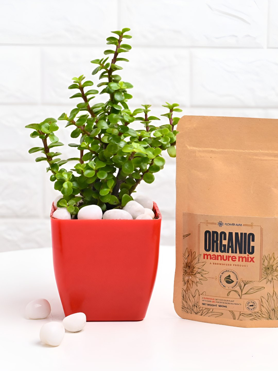 Floweraura Green & Red Indoor Good Luck Jade Plants In Pot With Manure Packets