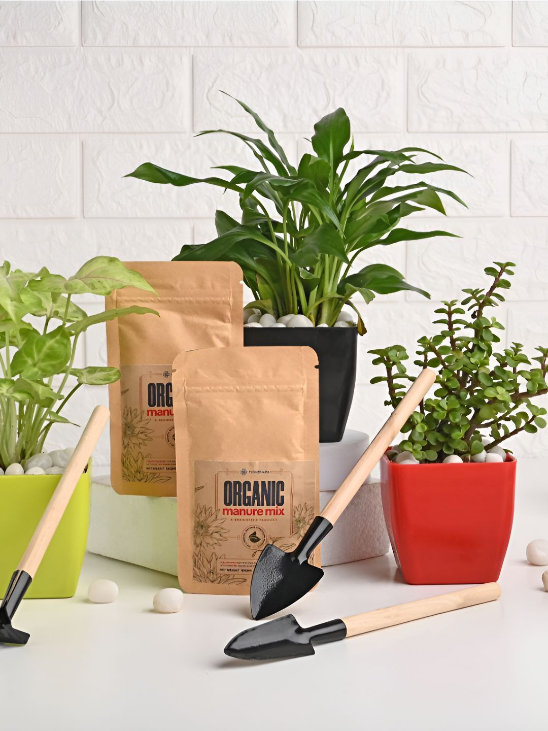 Floweraura Green & Red 3 Pieces Indoor Plants In Pot With Tool Kit