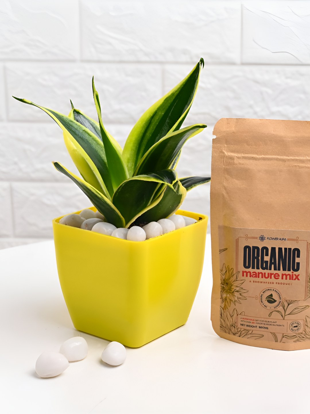 Floweraura Green & Yellow Mint Sansevieria Indoor Plants In Pot With Manure Packets