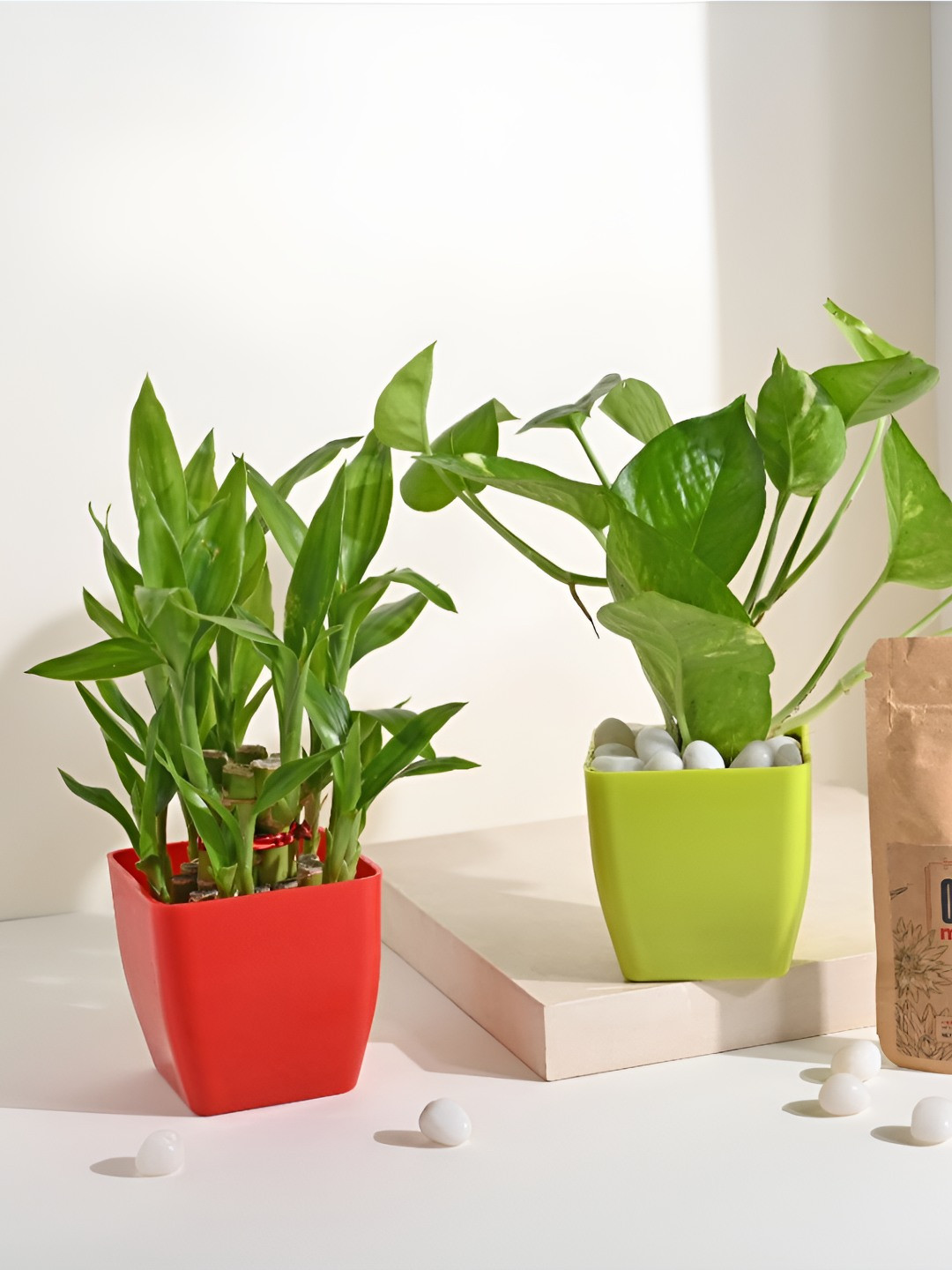 Floweraura Green & Red 2 Pieces Indoor Plants In Pot With Manure Packets