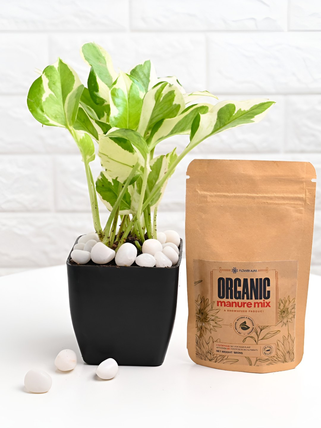 Floweraura Green & White 2 Layer Lucky Bamboo Indoor Plants In Pot With Manure Packets