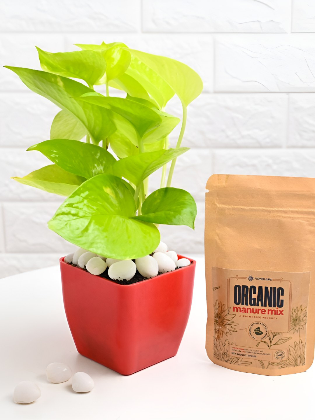 Floweraura Green & Red Indoor Money Plant In Pot With Manure Packets