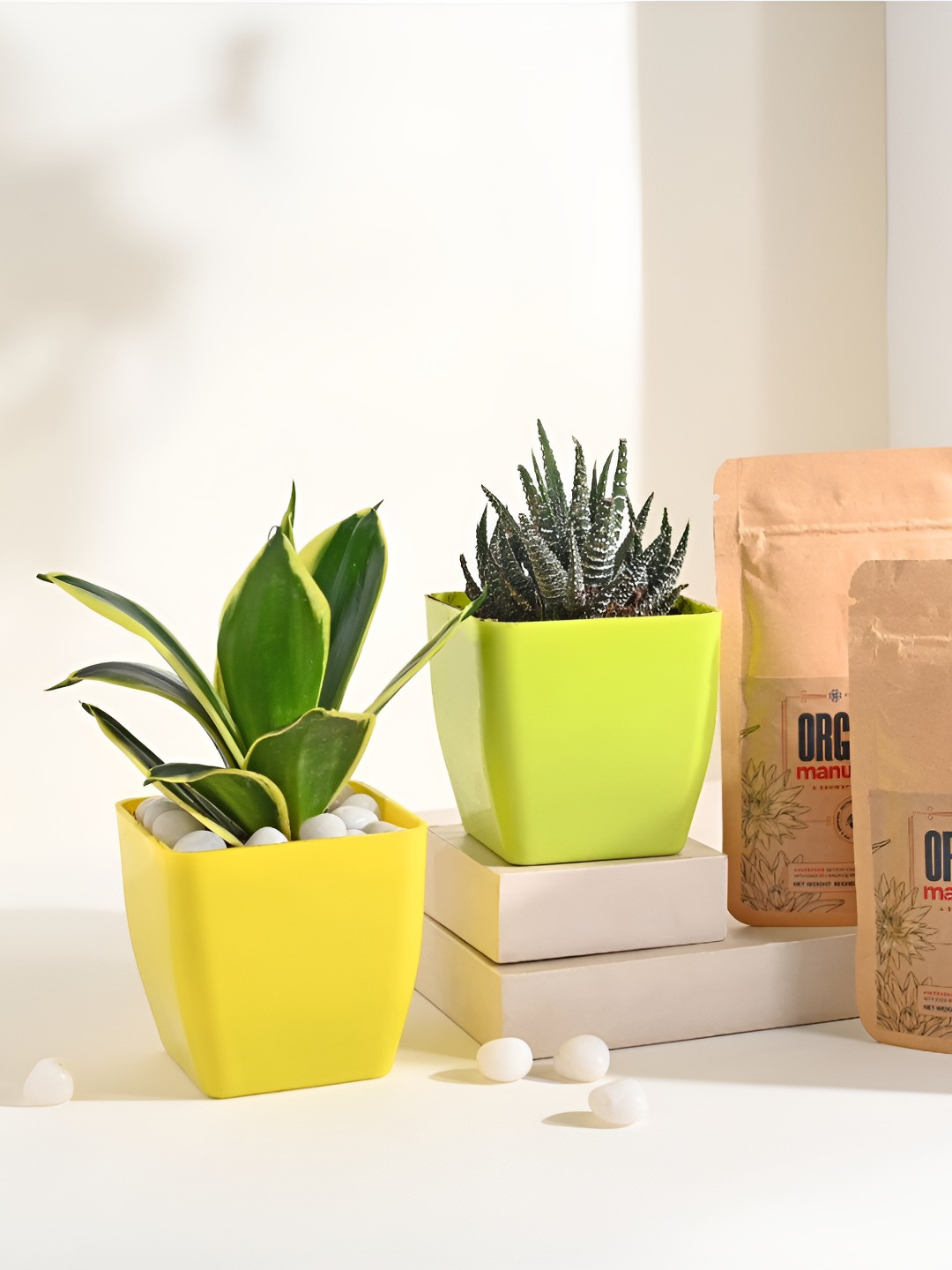 Floweraura Green & Yellow 2 Pieces Sansevieria & Haworthia Indoor Plants In Pot & Manure