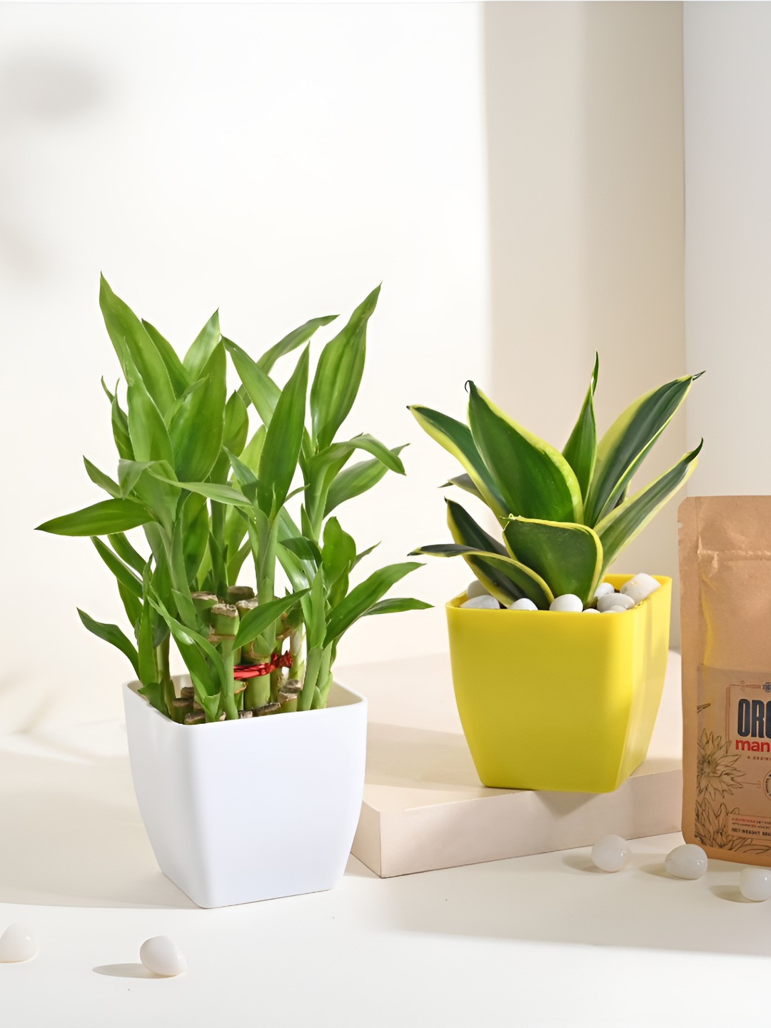 Floweraura Green Sansevieria & Lucky Bamboo Plant In Plastic Pot With Manure Packet