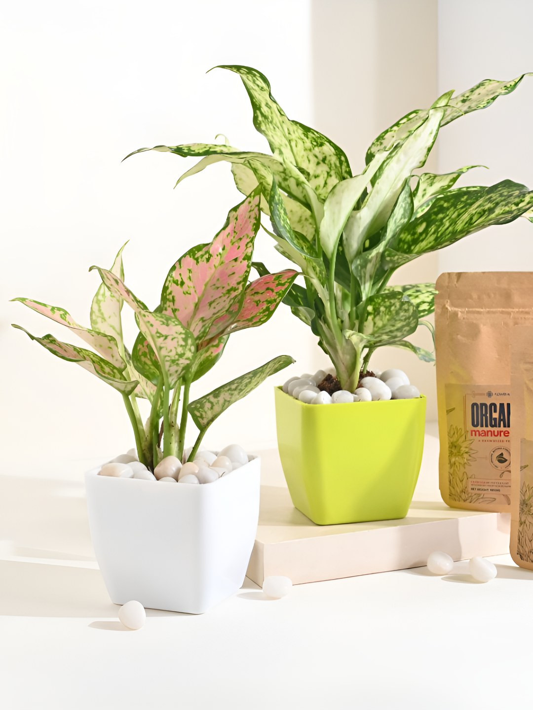 Floweraura Pink & White 2 Pieces Indoor Aglaonema Plant In Pot With Manure Packets