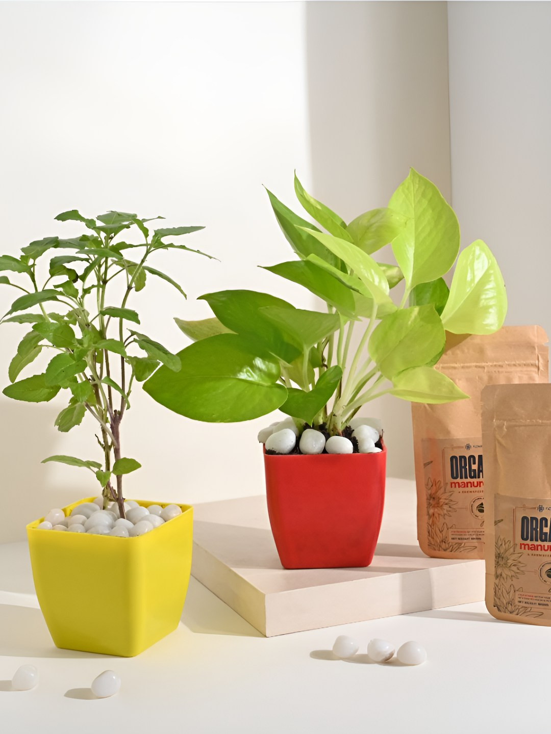 Floweraura Green & Red 2 Pieces Indoor Tulsi &  Money Plant In Pot With Manure Packets