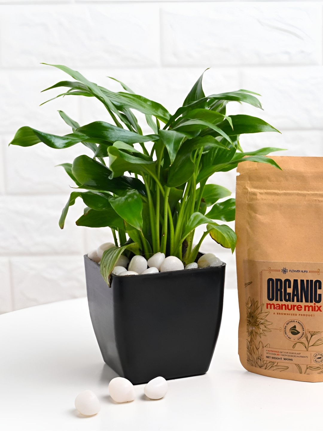 Floweraura Green & Black Indoor Peace Lily Plant In Pot With Manure Packets