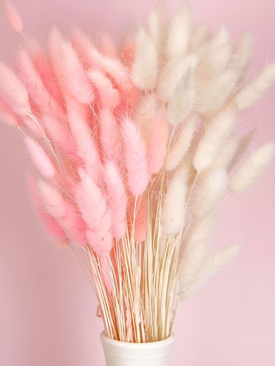 TIED RIBBONS Pink and White 100 Pcs Lagurus Bunny Pampas Grass