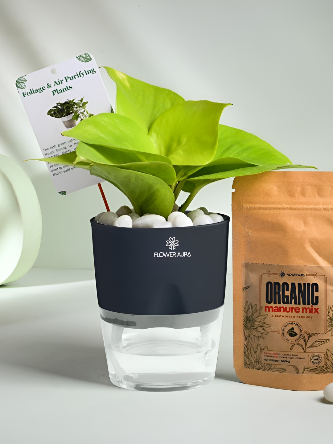 Floweraura Black & Green Air Purifying Indoor Lucky Money LivePlantsWithPots