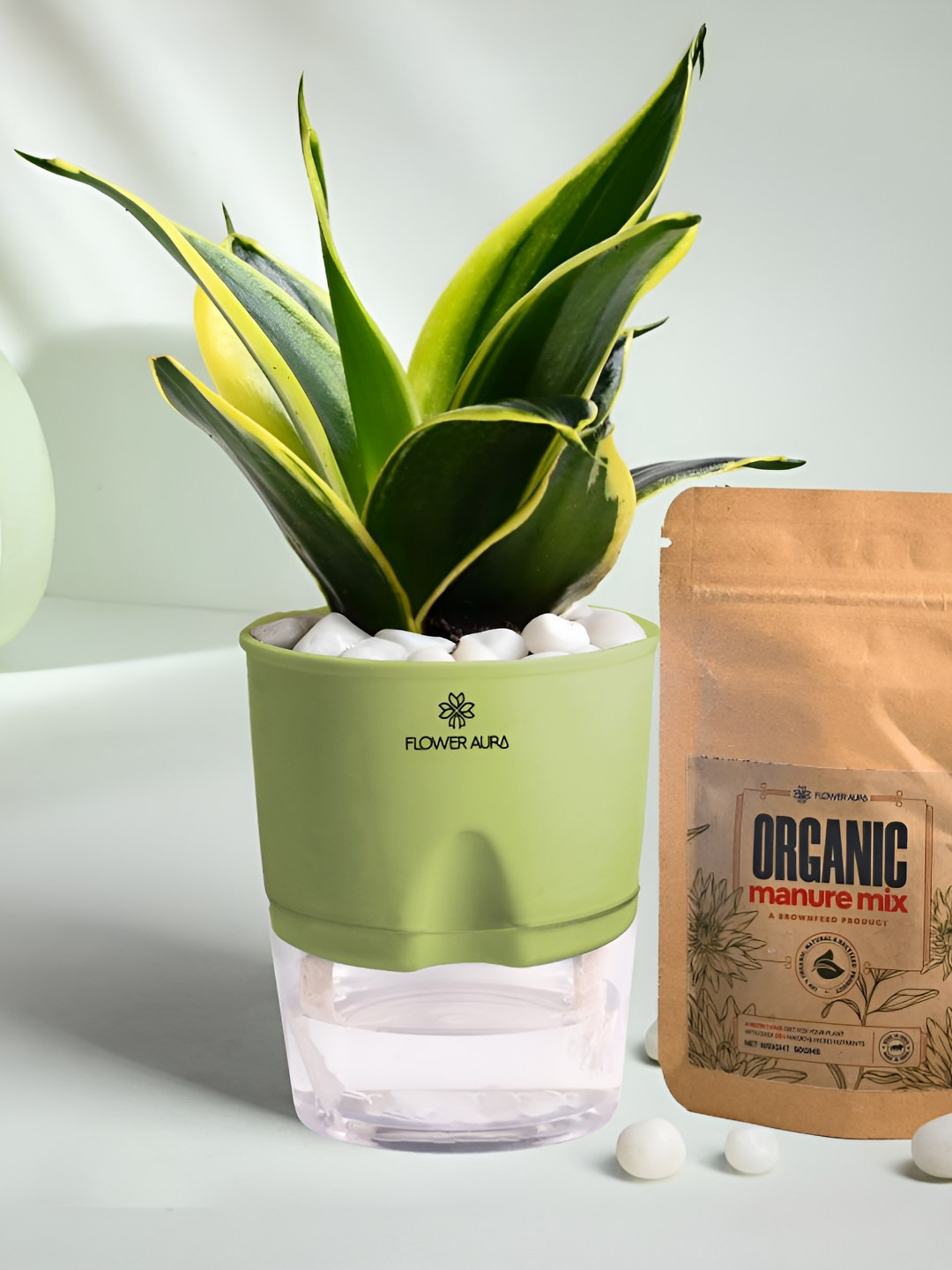 Floweraura Air Purify Indoor Sansevieria Plant In Self Watering Pot With Manure