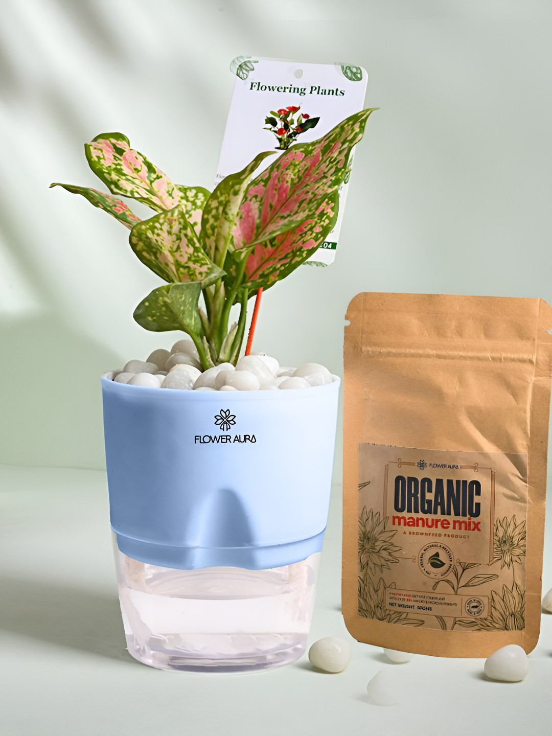 Floweraura Blue  Air Purifying Indoor Aglaonema LivePlantsWithPots