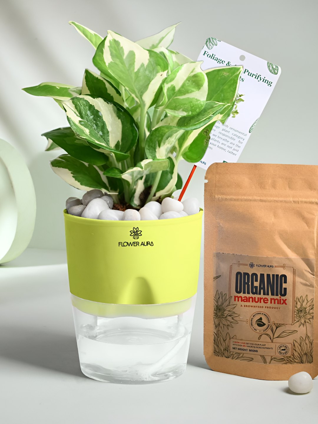 Floweraura Green Air Purifying Indoor Pothos LivePlantsWithPots